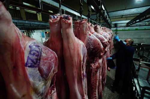 夜探岳各庄鲜肉批发大厅 从畜禽收购到百姓餐桌，四道关卡守护舌尖安全